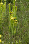 Yellow pitcherplant